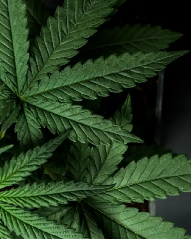 Drug Dealer Simulator Cover